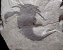 Eurypterid Geology Fossil