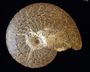 Nautiloid [Nautilus], Platyceras Geology Fossil Invertebrate specimen