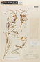 Hoffmannseggia viscosa (Ruíz & Pav.) Hook. & Arn., PERU, F