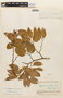 Hymenaea courbaril L., BOLIVIA, F