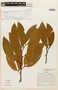 Hymenaea oblongifolia var. palustris (Ducke) Y. T. Lee & Langenh., PERU, F
