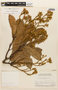 Hymenaea oblongifolia Huber, PERU, F