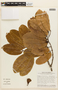 Hymenaea oblongifolia Huber, BRAZIL, F