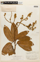 Hymenaea oblongifolia Huber, BRITISH GUIANA [Guyana], F