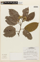 Hymenaea oblongifolia Huber, BRAZIL, F