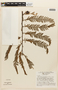Macrolobium acaciifolium (Benth.) Benth., BRAZIL, F