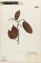 Macrolobium angustifolium (Benth.) R. S. Cowan, SURINAME, F