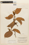 Macrolobium angustifolium (Benth.) R. S. Cowan, SURINAME, F