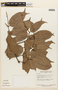 Macrolobium angustifolium (Benth.) R. S. Cowan, BRAZIL, F