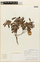 Macrolobium flexuosum Spruce ex Benth., BRAZIL, F