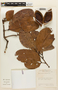 Macrolobium limbatum Spruce ex Benth., BRAZIL, F