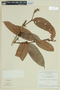 Myrcia cf. pyrifolia (Desv. ex Ham.) Nied., BRAZIL, F