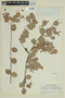 Myrcia rotundifolia (O. Berg) Kiaersk., BRAZIL, F