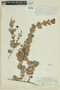Myrcia rotundifolia (O. Berg) Kiaersk., BRAZIL, F