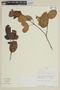 Myrcia subcordifolia B. Holst & M. L. Kawas., ECUADOR, F