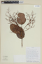 Myrcia subcordifolia B. Holst & M. L. Kawas., ECUADOR, F