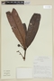 Myrcia verticillata M. L. Kawas. & B. Holst, ECUADOR, F