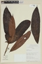 Myrcia verticillata M. L. Kawas. & B. Holst, ECUADOR, F