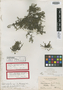 Heliotropium nashii Millsp., Bahamas, G. V. Nash 1011, Holotype, F
