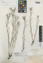 Lithospermum albicans image