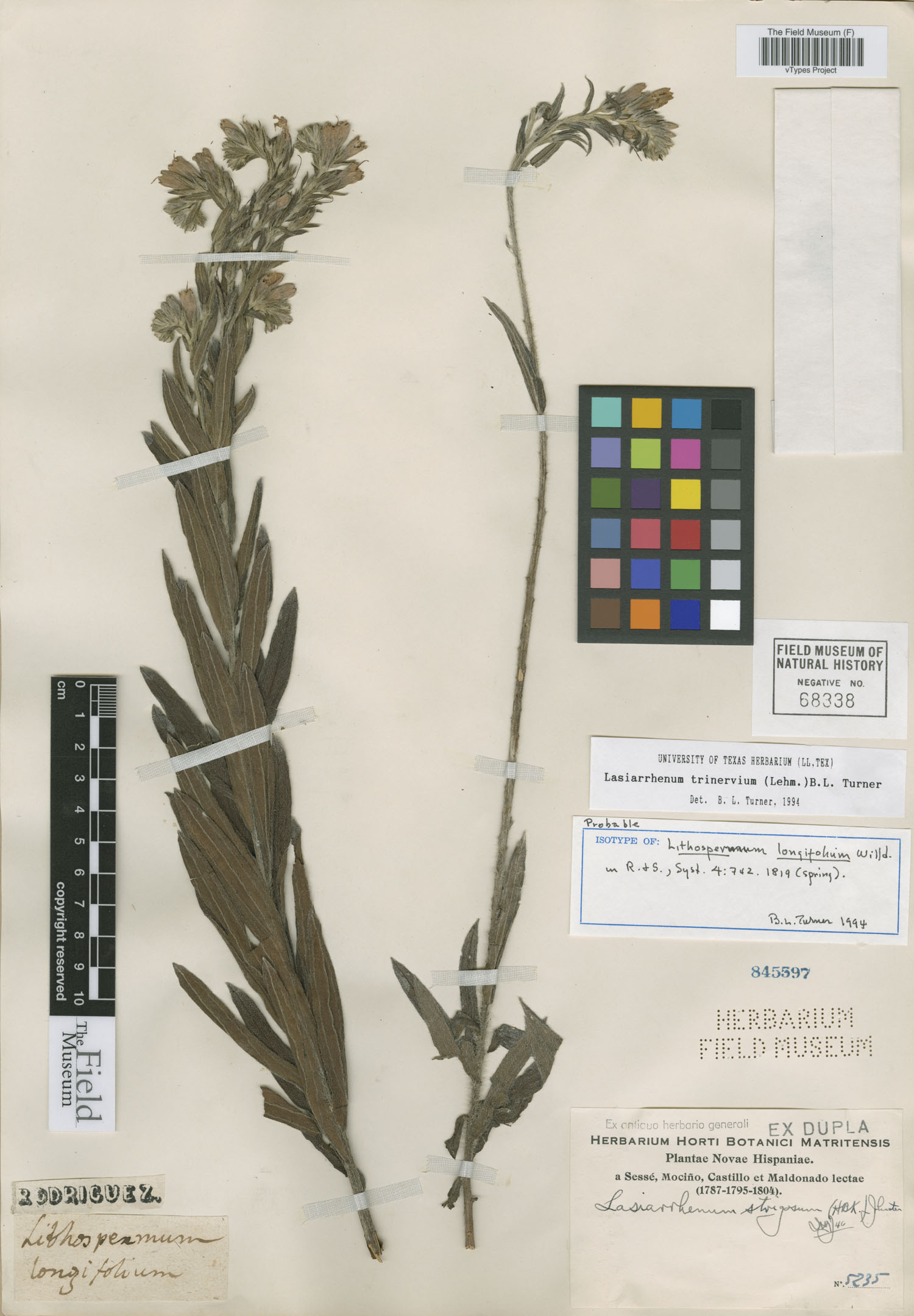 Lithospermum longifolium image