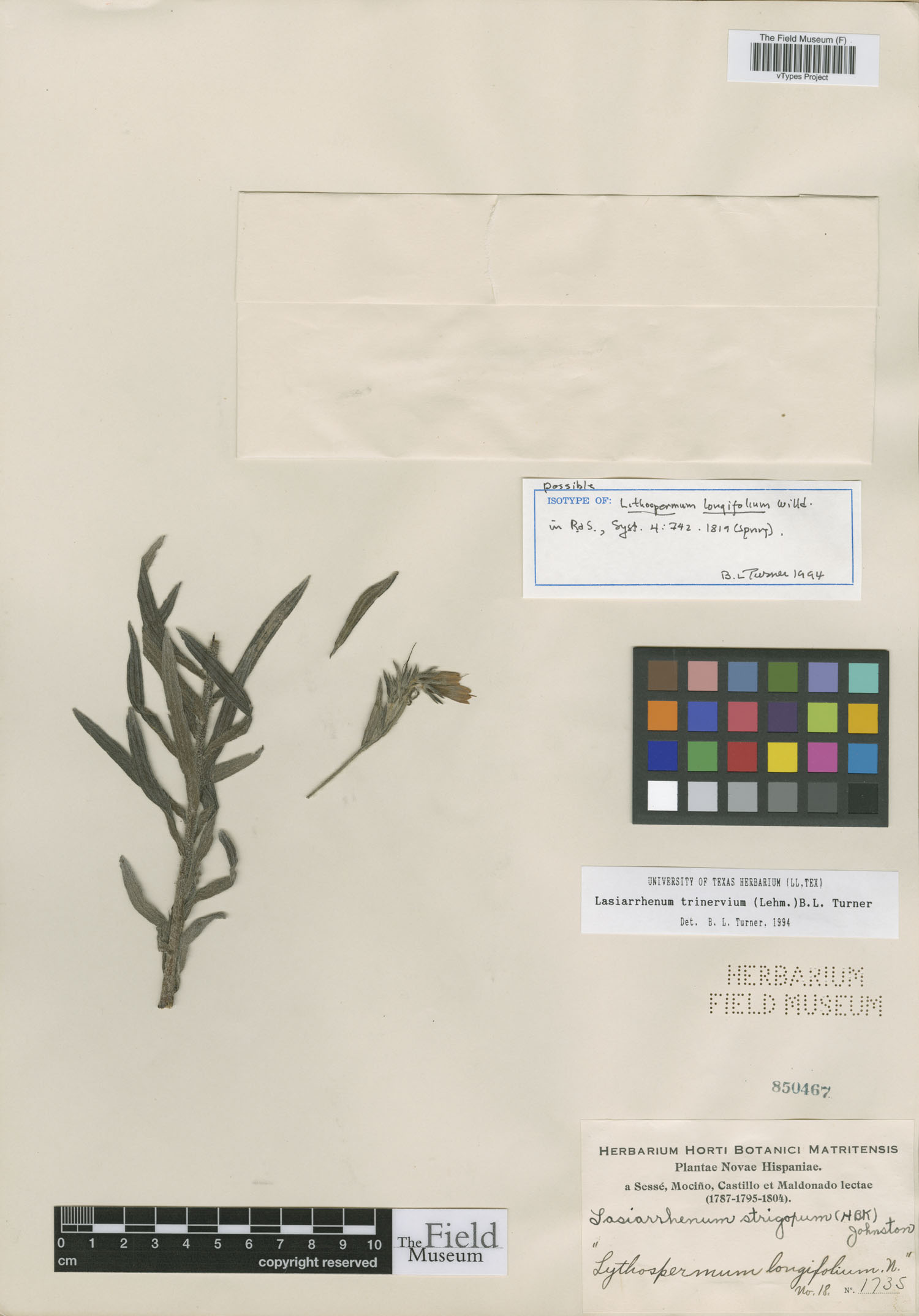 Lithospermum longifolium image
