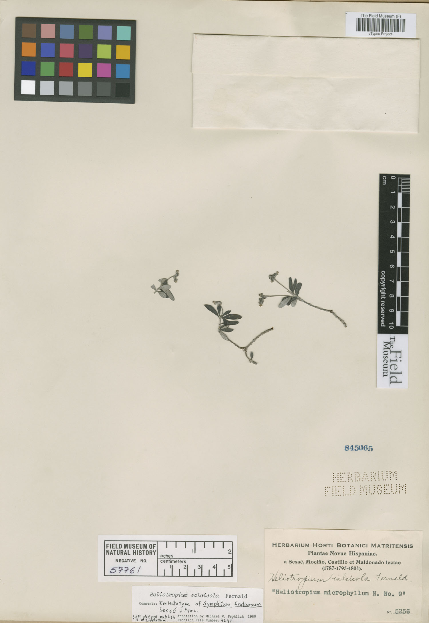 Heliotropium calcicola image