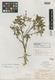Varronia brittonii Millsp., BAHAMAS, N. L. Britton 2481, Holotype, F