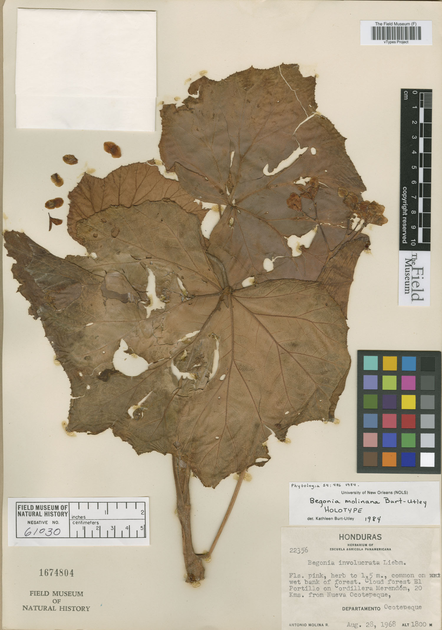 Begonia molinana image