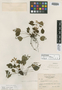 Begonia pumilio image