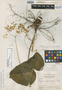 Begonia quaternata image