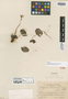 Begonia leuconeura Urb. & Ekman, HAITI, E. L. Ekman 4390, Isotype, F