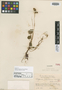 Begonia schulziana Urb. & Ekman, HAITI, E. L. Ekman 4513, Isotype, F