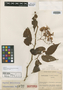 Begonia cornuta L. B. Sm. & B. G. Schub., COLOMBIA, J. Cuatrecasas 6677, Isotype, F