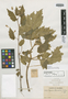 Begonia heterodanta Rusby, COLOMBIA, Herb. H. Smith 1264, Isotype, F