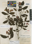 Begonia killipiana L. B. Sm. & B. G. Schub., COLOMBIA, F. C. Lehmann 8250, Isotype, F
