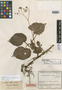 Begonia microcarpa var. acuta L. B. Sm. & B. G. Schub., COLOMBIA, J. Cuatrecasas 8606, Isotype, F