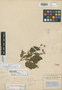 Begonia stenocardia L. B. Sm. & B. G. Schub., COLOMBIA, A. C. V. Schott s.n., Isotype, F