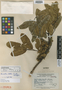 Brunellia littlei Cuatrec., COLOMBIA, E. L. Little, Jr. 7506, Holotype, F