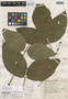 Bursera sarcopoda Paul G. Wilson, MEXICO, G. B. Hinton 12293, Isotype, F