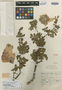 Bursera sessiliflora var. pubivalvis Bullock, MEXICO, G. B. Hinton 9052, Isotype, F