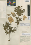 Bursera sessiliflora var. pubivalvis Bullock, MEXICO, G. B. Hinton 9052, Isotype, F