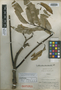 Trattinnickia lawrancei Standl., COLOMBIA, A. E. Lawrance 825, Isotype, F