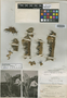 Cephalocereus millspaughii Britton, Bahamas, N. L. Britton 2832, Isotype, F