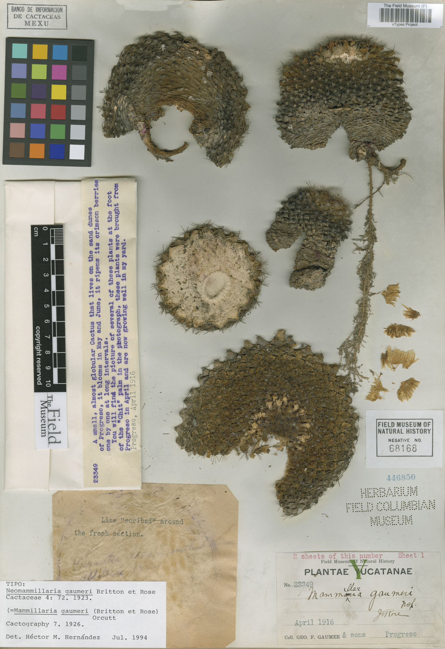 Mammillaria gaumeri image