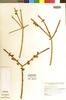 Rhipsalis grandiflora Haw., BRAZIL, M. Kimnach, Clonotype, F