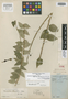 Burmeistera obtusifolia image