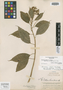 Burmeistera vulgaris image