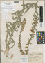 Campanula pterocaula Hausskn., Turkey, P. E. E. Sintenis 4531, Isolectotype, F