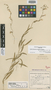 Cyphia bechuanensis Bremek. & Oberm., BOTSWANA, G. van Son 28788, Isotype, F